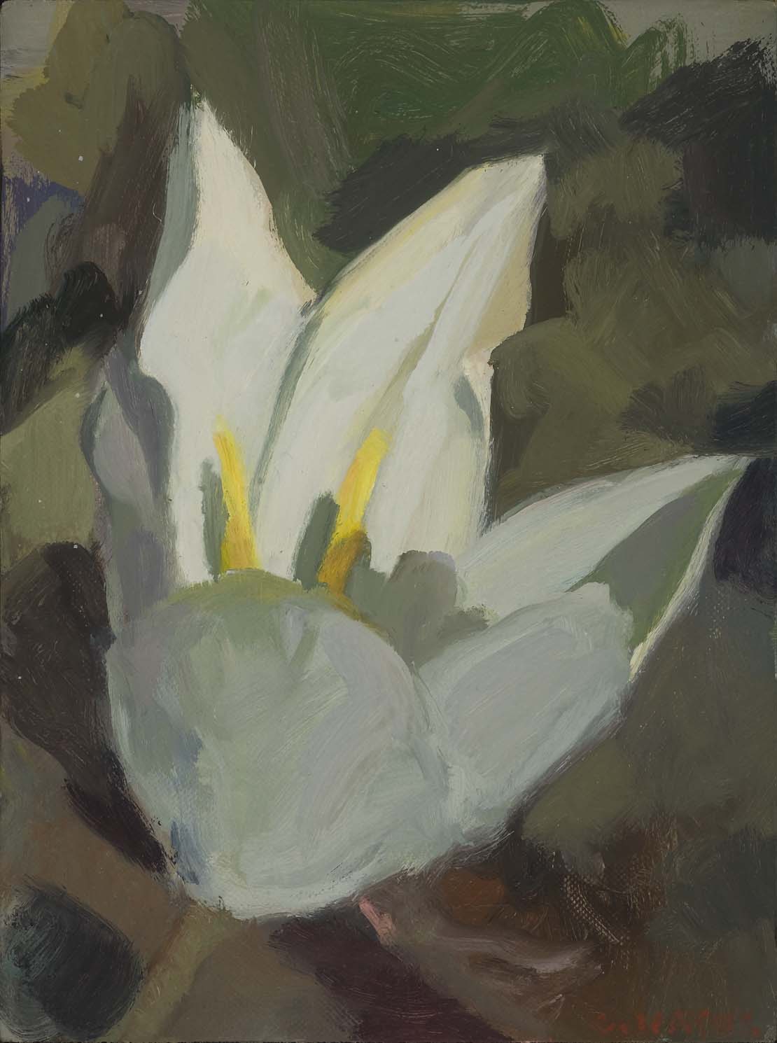 Tulip #43