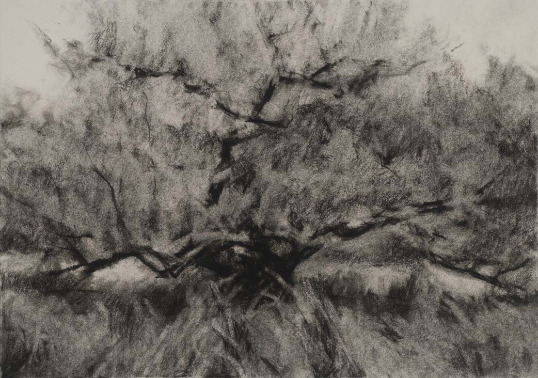 Orchard #10